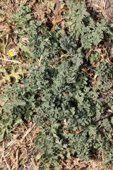 Jacobaea vulgaris