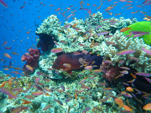 Luzonichthys observed 2025-12-03