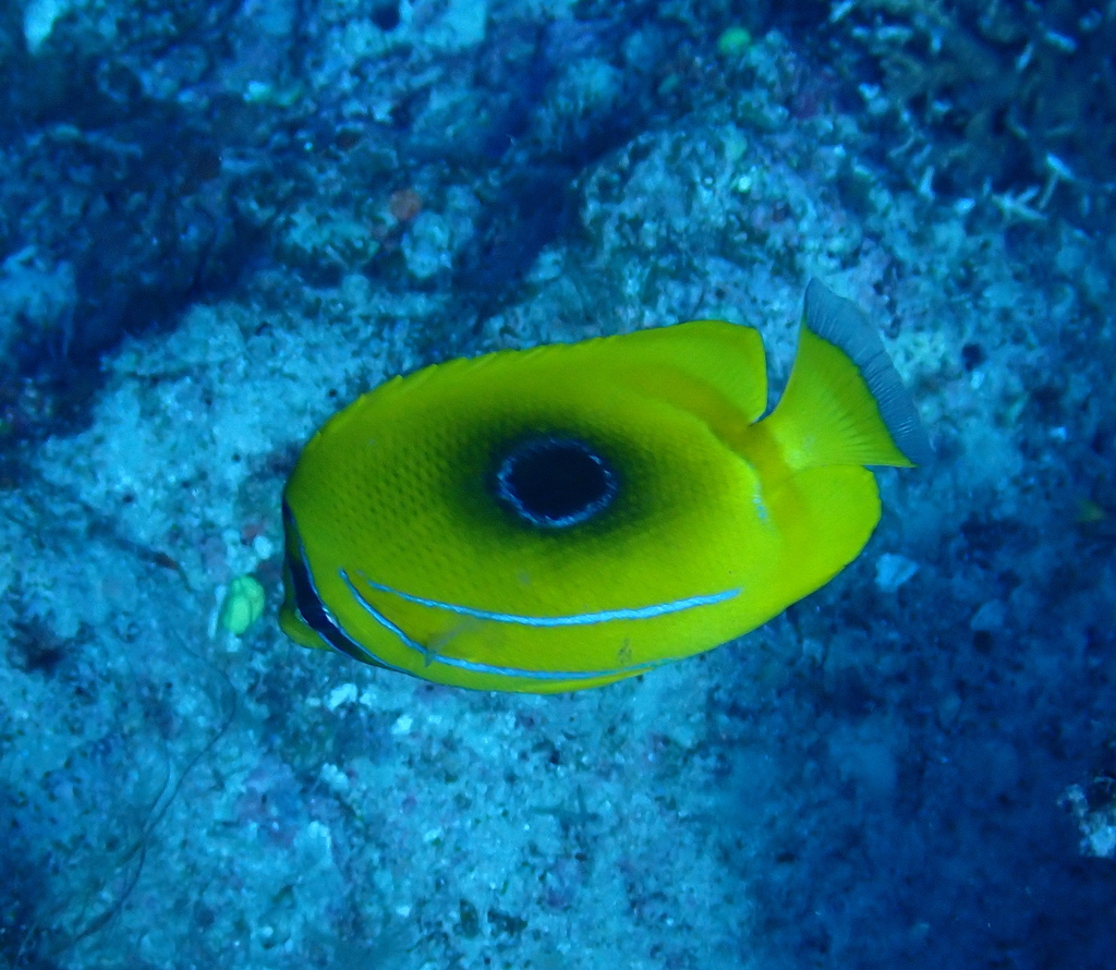 Bluelashed butterflyfish