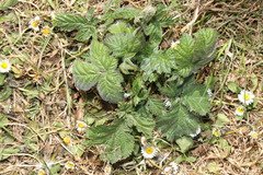 Rubus fruticosus