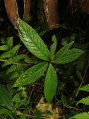 Lepidaploa canescens