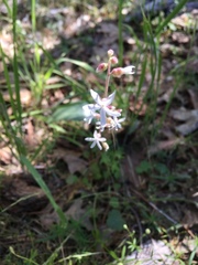 Lithophragma bolanderi