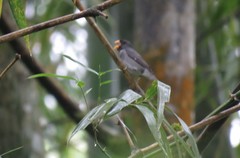 Sporophila schistacea