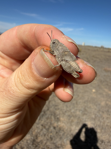 Speckle-winged Rangeland Grasshopper