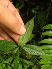 Lepidaploa canescens