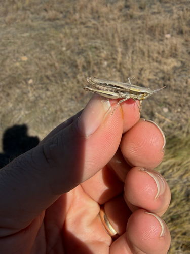 Obscure grasshopper