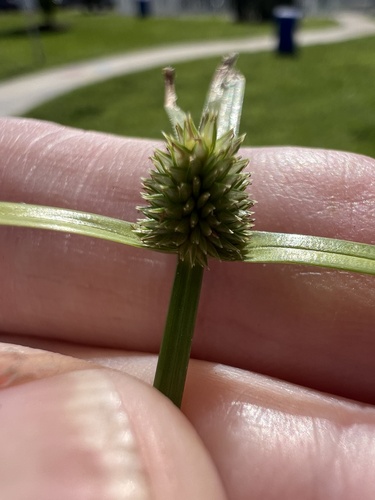 Cyperus brevifolius observed 2026-10-21