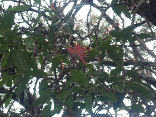 Amylotheca dictyophleba observed 2026-10-20