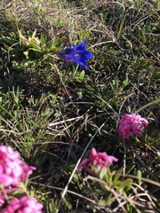 Gentiana clusii