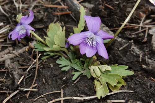 Viola palmata, 2026-10-20