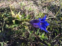 Gentiana clusii