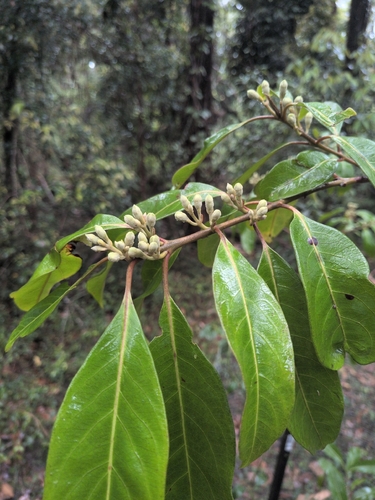 Rhodomyrtus observed 2026-10-22