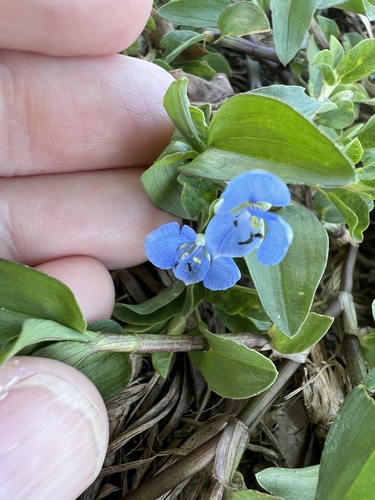 Commelina diffusa observed 2026-10-21