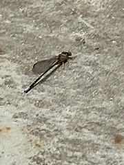 Argia tibialis
