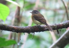 Aphanotriccus capitalis