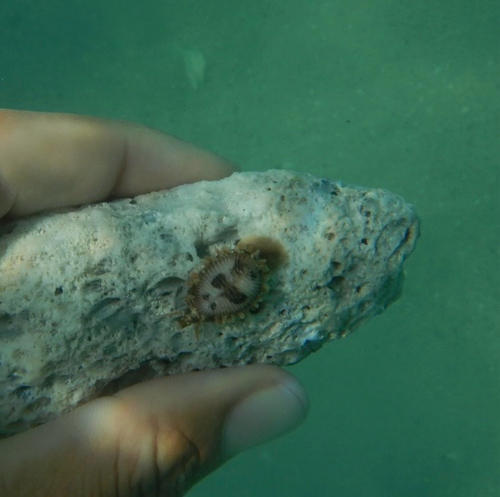 Pusula pediculus observed 2026-10-21