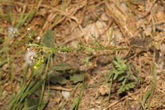 Senecio vulgaris
