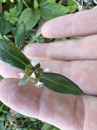 Spermacoce remota observed 2026-10-21