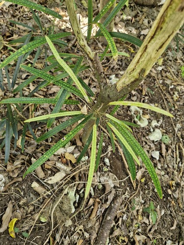 Codiaeum peltatum observed 2026-07-29