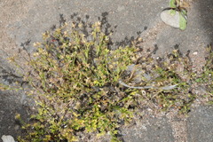 Sagina procumbens