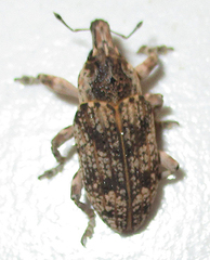 Neocleonus