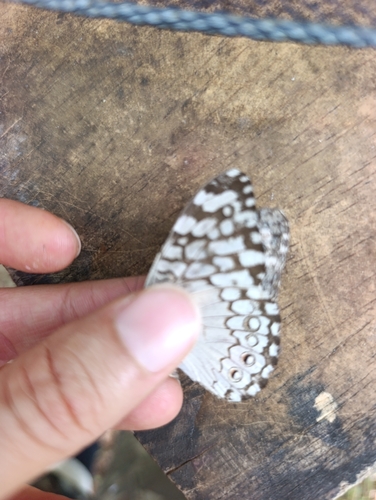 Gray Cracker