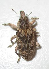Neocleonus