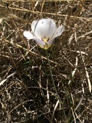 Calochortus ambiguus