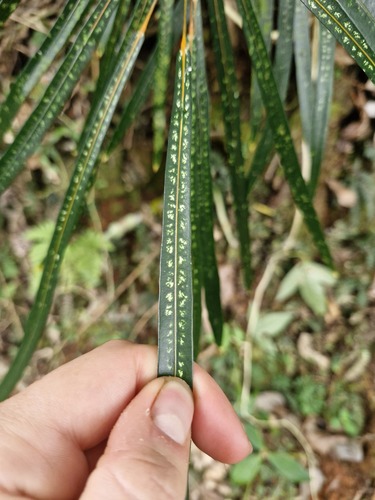 Codiaeum peltatum observed 2026-07-30