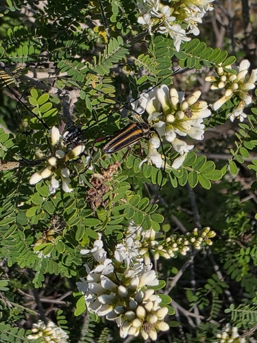 Double-banded Bycid