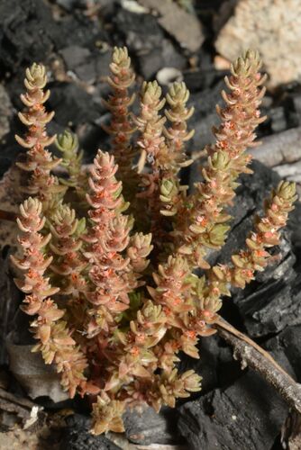 Crassula sieberiana observed 2026-10-22