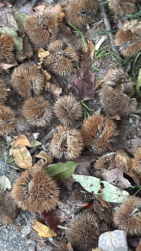 Castanea mollissima observed 2026-10-21