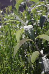 Buddleja davidii