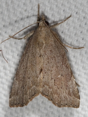 Cutina albopunctella