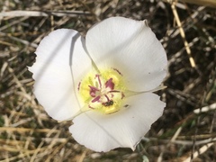 Calochortus ambiguus