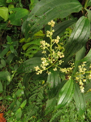 Miconia theizans