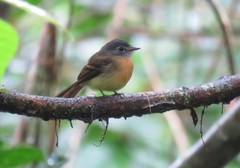 Aphanotriccus capitalis