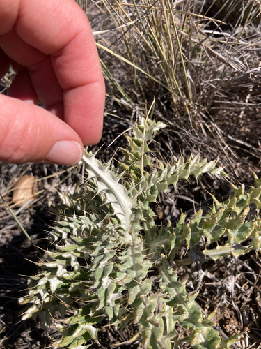 yellowspine thistle