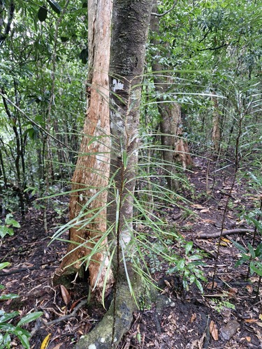 Codiaeum peltatum observed 2026-07-30