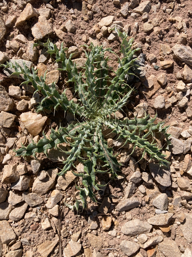 yellowspine thistle