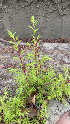 Polygala paniculata observed 2026-10-22