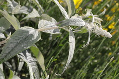 Buddleja davidii