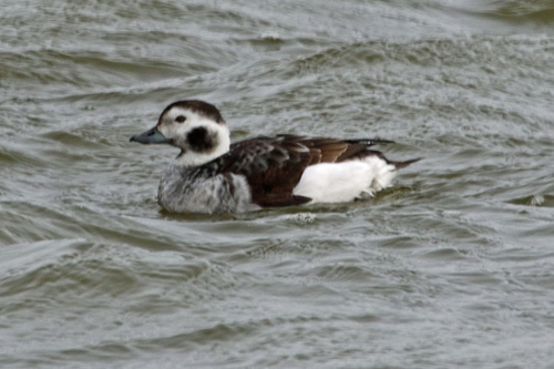 Pato havelda (Clangula hyemalis)