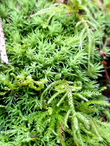 Leucobryum juniperoideum observed 2026-07-16