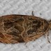 Olethreutes Moths - Photo (c) Stuart J. Marcus, some rights reserved (CC BY-NC), uploaded by Stuart J. Marcus