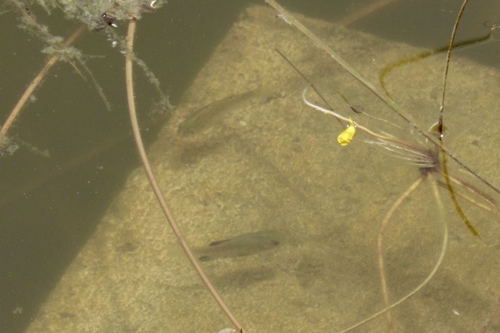 Cyprinodon eremus