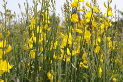 Spartium junceum