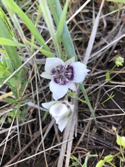 Calochortus elegans