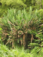 Heliconia griggsiana