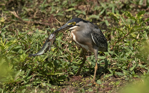 iNaturalist image